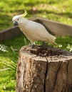 Curious Cockatoo Bird Royalty Free Stock Photo