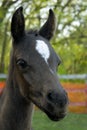 Curious Colt Royalty Free Stock Photo