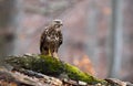 Curious common buzzard sitting on a branch in forest in autumn