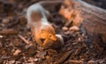 Curious Common dwarf mongoose family with kid Helogale parvula in a zoo cage