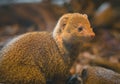 Curious Common dwarf mongoose family with kid Helogale parvula in a zoo cage