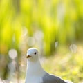 A curious common gull coming to meet photographer