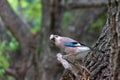 Curious common jay on tree branch in forest looks at camera. Bird close up