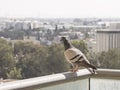 Curious Common Pigeon Perched on a High Rise Balcony Rail