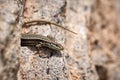 Curious Common Wall Lizard Podarcis muralis