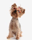 curious cool yorkshire terrier puppy with sunglasses looking up and sitting Royalty Free Stock Photo