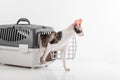 Curious Cornish Rex Cat Going out of the Box on the White table with Reflection. White Wall Background.