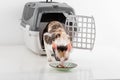 Curious Cornish Rex Cat Looking out of the box on the White table with Reflection and looking into food plate. White Wall Royalty Free Stock Photo