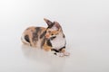 Curious Cornish Rex Cat Lying on the White Desk. White Background. Open Mouth. Looking Left.