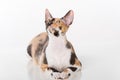 Curious Cornish Rex Cat Lying on the White Desk. White Background. Portrait. Looking Up. Royalty Free Stock Photo