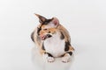 Curious Cornish Rex Cat Lying on the White Desk. White Background. Portrait. Open Mouth. Angry.