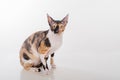 Curious Cornish Rex Cat Sitting on the White Desk. White Background. Lookig Up.