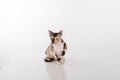 Curious Cornish Rex Cat Sitting on the White Desk. White Background. Looking Down. Royalty Free Stock Photo