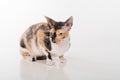 Curious Cornish Rex Cat Sitting on the White Desk. White Background. Looking Straight. Portrait. Royalty Free Stock Photo
