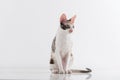 Curious Cornish Rex Cat Stand on the White Table. White Wall Background. Long Tail.