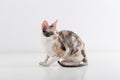 Curious Cornish Rex Cat Stand on the White Table. White Wall Background. Long Tail. Reflection