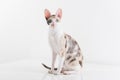 Curious Cornish Rex Cat Stand on the White Table. White Wall Background. Long Tail. Reflection. Looking Straight