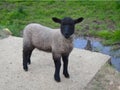 curious Cotswolds lamb - II - Broadway - England