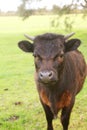 Curious Cow Royalty Free Stock Photo