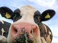 Curious cow Royalty Free Stock Photo