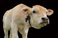 Curious cow calf Royalty Free Stock Photo