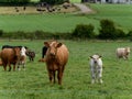 Curious cow and calf on a green grass pasture on a summer day. Cows on free grazing. Livestock farm. White and brown cow on green Royalty Free Stock Photo