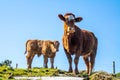 Curious cow and calve looking down into the camera during the Covid-19 pandemic