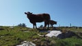 Curious cow and calve looking down into the camera during the Covid-19 pandemic