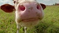 Curious cow closeup on the meadow Royalty Free Stock Photo