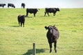 A curious cow comes closer to a fence Royalty Free Stock Photo