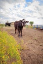 Curious cow in corral Royalty Free Stock Photo