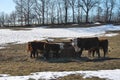 Curious Cow