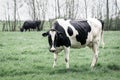 Curious cow in Dutch meadows with a cow on the background. Outside in grassland of the Netherlands Royalty Free Stock Photo