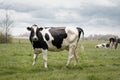 Curious cow in Dutch meadows with cows on the background Royalty Free Stock Photo