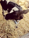 A Curious Cow at the Farm Royalty Free Stock Photo