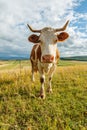 Curious cow on the field Royalty Free Stock Photo