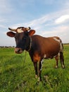 Curious cow on a green meadow Royalty Free Stock Photo