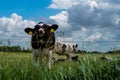 A curious cow looking at the camera. In background more cows grazing or lying in the grass. Blue sky with dramatic clouds Royalty Free Stock Photo