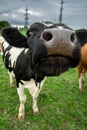 Curious cow looking at camera Royalty Free Stock Photo