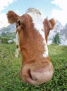 curious cow looking towards the camera with a fisheye lens attac Royalty Free Stock Photo