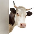 Curious cow looks around the corner, generated image Royalty Free Stock Photo