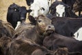 Curious brown cow looks out from the herd