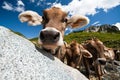 Curious cow on a meadow Royalty Free Stock Photo