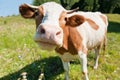 Curious cow in the meadow Royalty Free Stock Photo