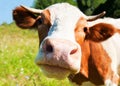 Curious cow in the meadow Royalty Free Stock Photo