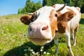 Curious cow in the meadow Royalty Free Stock Photo