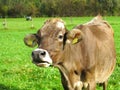 Curious cow portrait in green pastures