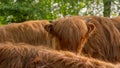 A young Scottish highland cow among a \