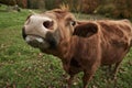 Curious cow sniffing the camera Royalty Free Stock Photo