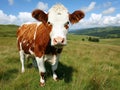 Curious cow standing in a lush green field